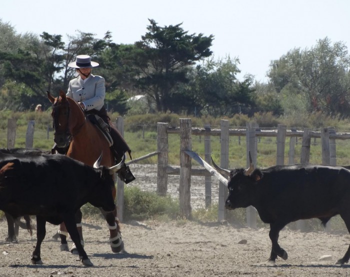 Al Capone et Elisa Moya. Épreuve de tri , bétail Camargue. Manade Aubanel