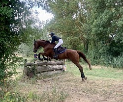 Épreuves de cross moniteurs équitation. BPJEPS.