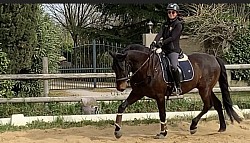 Respect du cheval. Travail sur la locomotion.