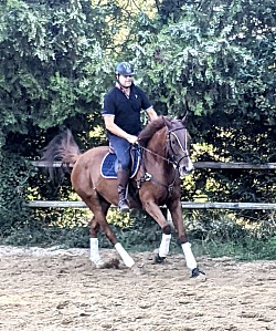 Travail du cheval et bilans personnalisés